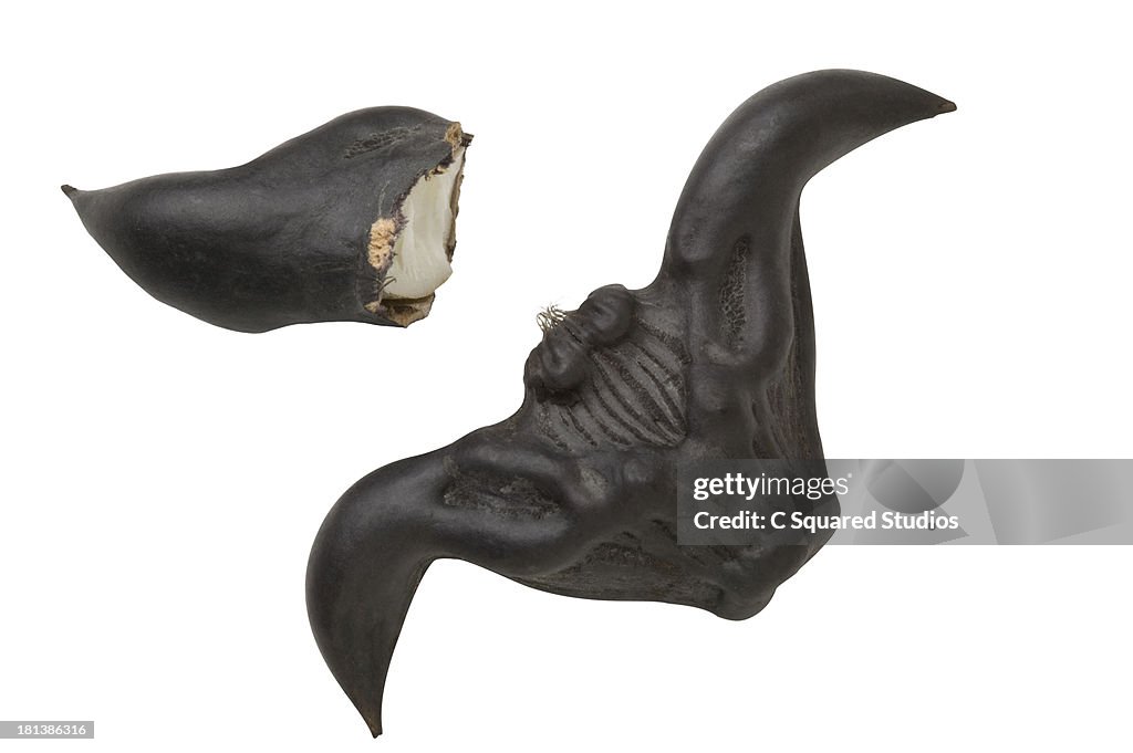 Water Caltrop, Link Gok, Water Chestnut