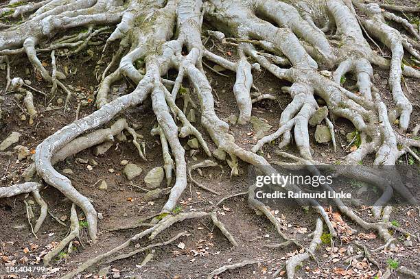 380 Tree Root Network Stock Photos, High-Res Pictures, and Images ...