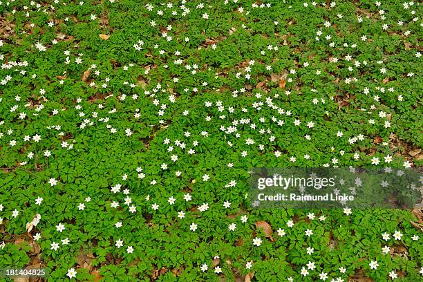 forest floor - hanau stock pictures, royalty-free photos & images