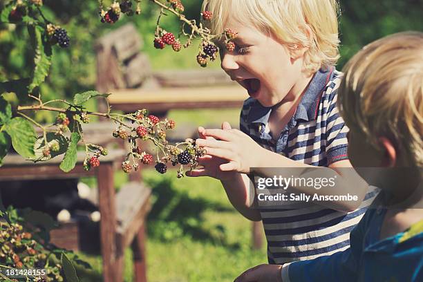 two little boys picking blackberries - la mora fotografías e imágenes de stock