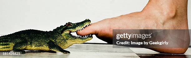 don't think there are no crocodiles - toe pain stock pictures, royalty-free photos & images