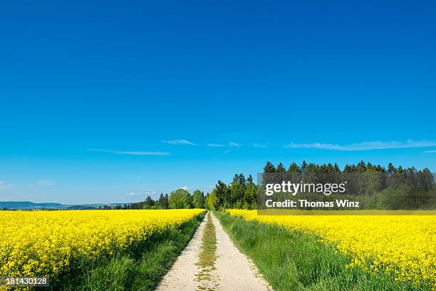 dirt road through rapeseed fields - brassica - fotografias e filmes do acervo