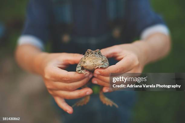 it's a boys life - boy frog stock pictures, royalty-free photos & images