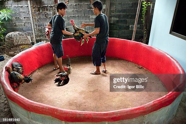 Two Thai men overseeing training fights of fighting cooks in Bangkok, Thailand. Cockfights are held in a round cockpit arena, surrounded by a small...