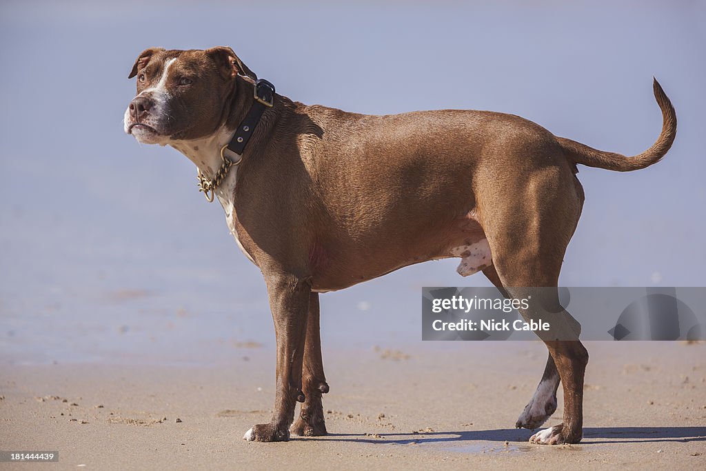 Mastiff on beach, Newquay, Cornwall