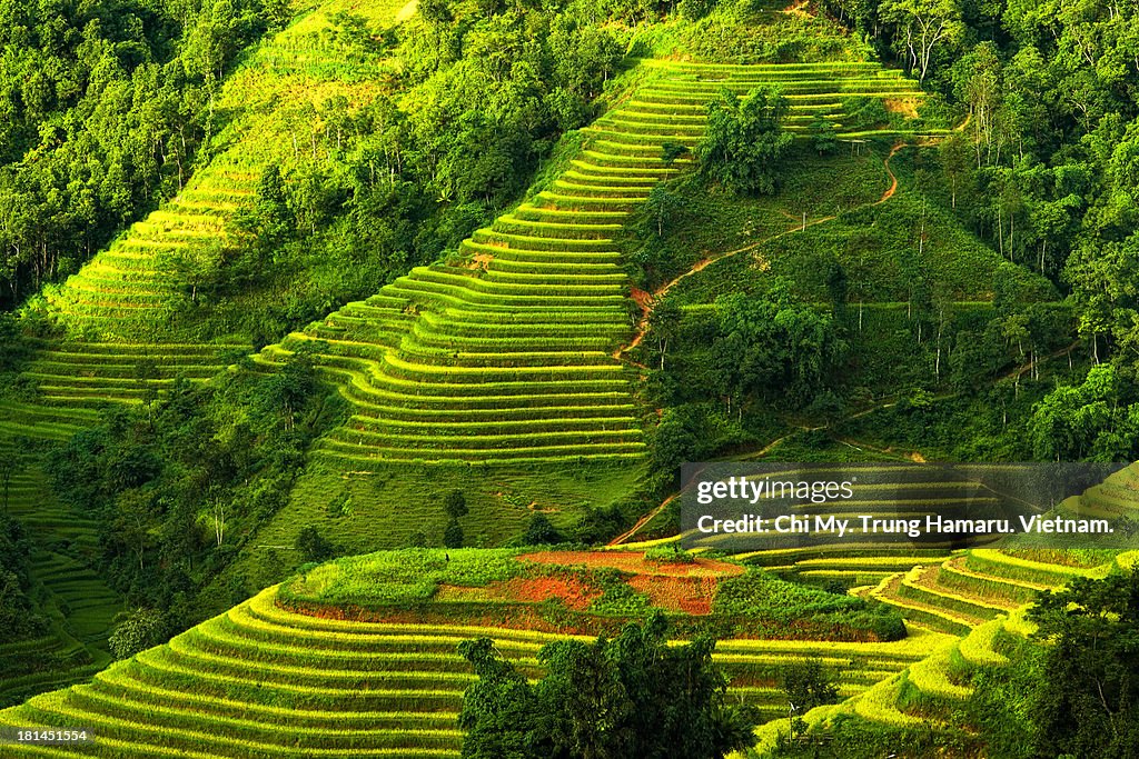 Hoang Su Phi terraces
