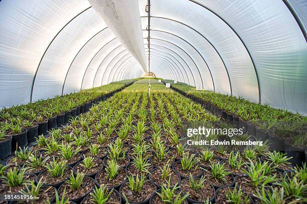 under plastic - greenhouse foto e immagini stock