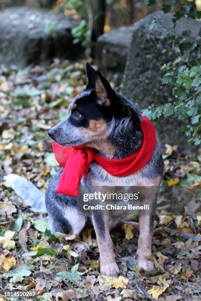 australian cattle dog puppy portrait - amanda foundation stock pictures, royalty-free photos & images