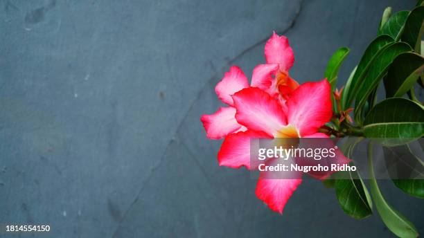 flower of pink adenium with black copy space background - adenium obesum ストックフォトと画像