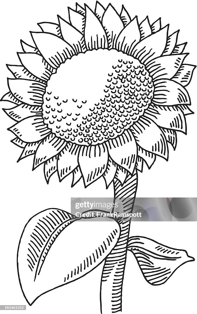 Sunflower Drawing High-Res Vector Graphic - Getty Images