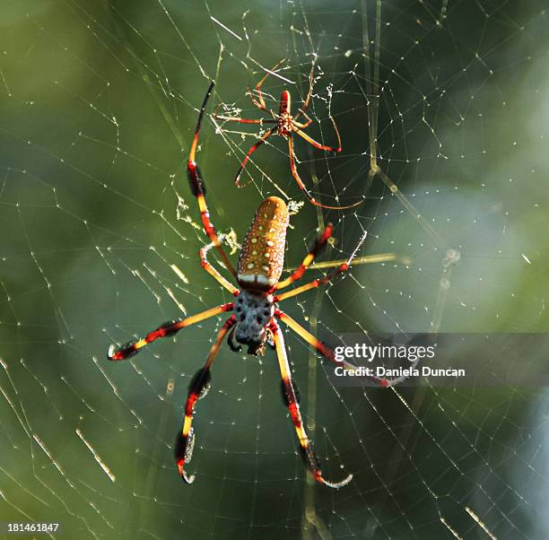 nephila couple - animal mâle photos et images de collection