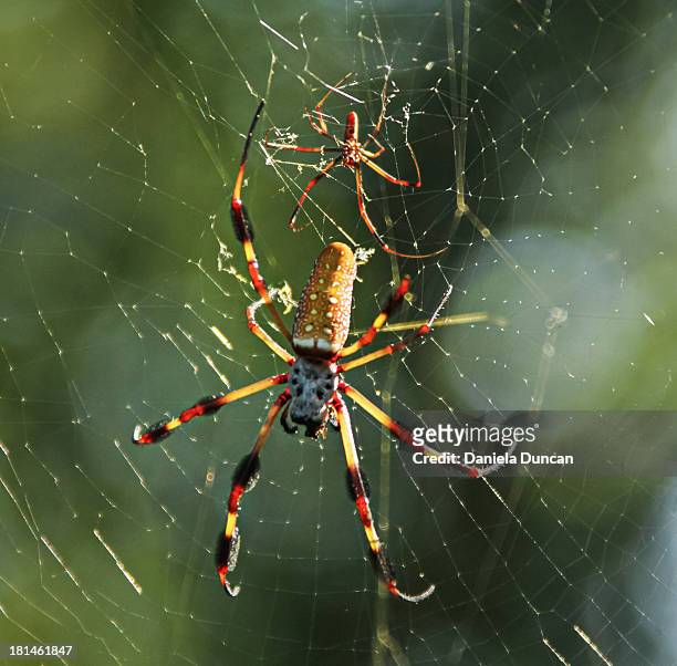 nephila couple - female animal stock pictures, royalty-free photos & images