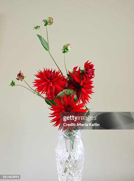 red dahlias in crystal vase - kristallglas stock-fotos und bilder