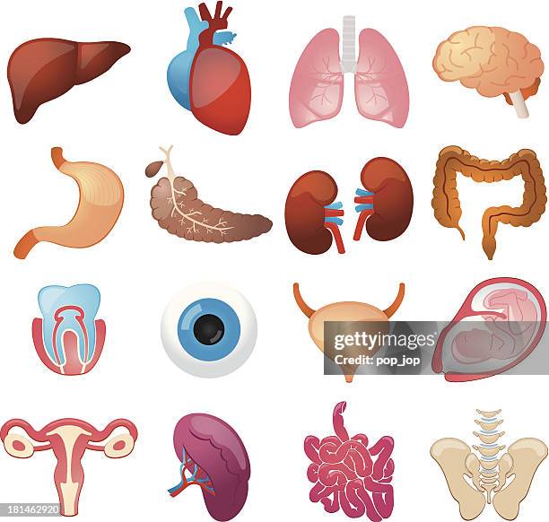 human organs - color icons - human large intestine stock illustrations