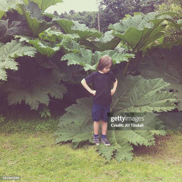 boy stood on a huge leaf - gunnera plant fotografías e imágenes de stock