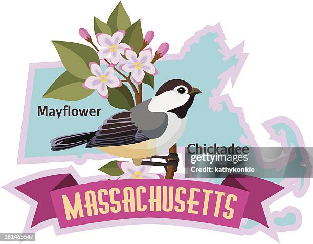 massachusetts state bird the chickadee - massachusetts stock illustrations