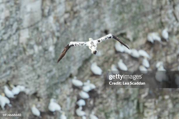 cliff gannets - cliff house stock pictures, royalty-free photos & images