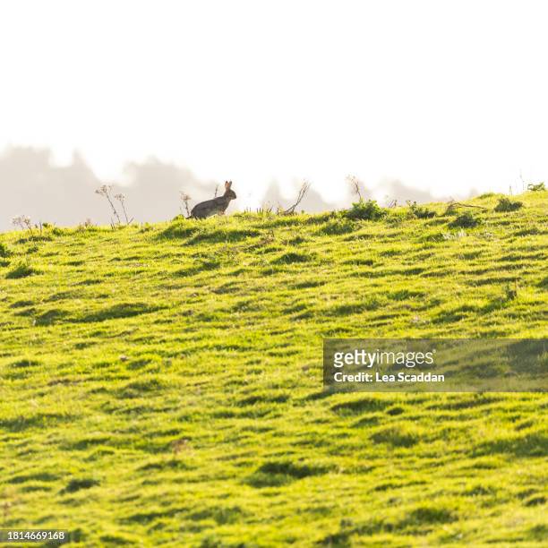 rabbit in a field - cottontail stock pictures, royalty-free photos & images