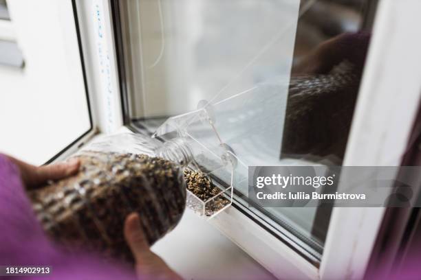 woman pouring seeds into bird feeder on window glass. - seed saving stock pictures, royalty-free photos & images