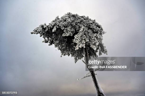 Snow-covered tree is seen at the Kahler Asten mountain near Winterberg, western Germany on December 1, 2023.