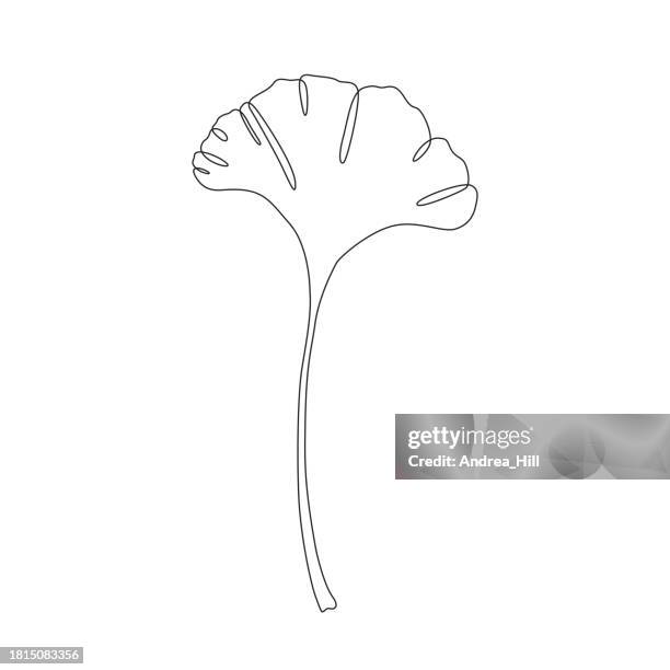 ginkgo leaf continuous line drawing with editable stroke - tree transparent background stock illustrations