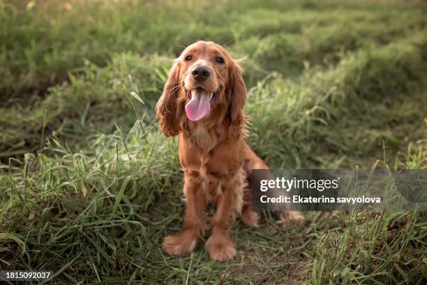 english cocker spaniel in the garden. - irish setter stock pictures, royalty-free photos & images