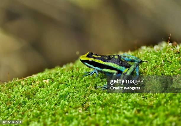 ameerega bassleri "ojos de agua" poison frog on a moss log - ojos stock pictures, royalty-free photos & images