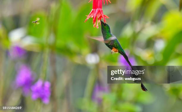 Peruvian racket-tail hummingbird in flight extracting nectar from a red ...