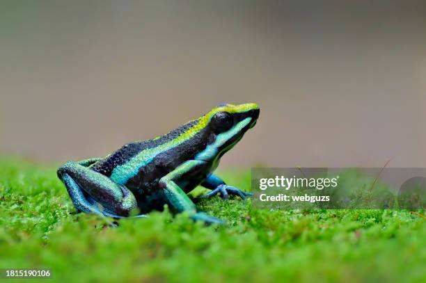 ameerega bassleri "ojos de agua" poison frog on a moss log - ojos stock pictures, royalty-free photos & images