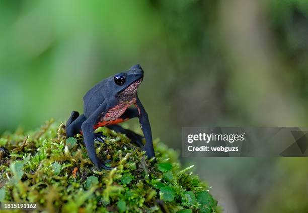 atelopus seminiferus nominal toad on a moss log - amazon rainforest endangered animals stock pictures, royalty-free photos & images