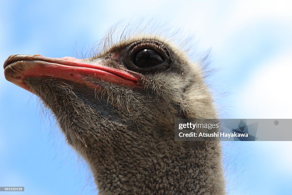Ostrich
