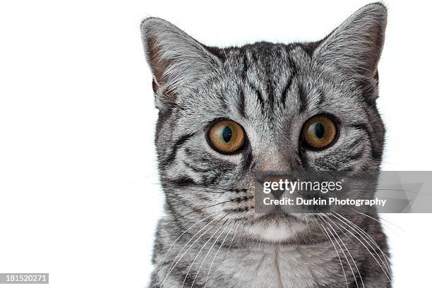 kitten on white - animal whisker stock pictures, royalty-free photos & images