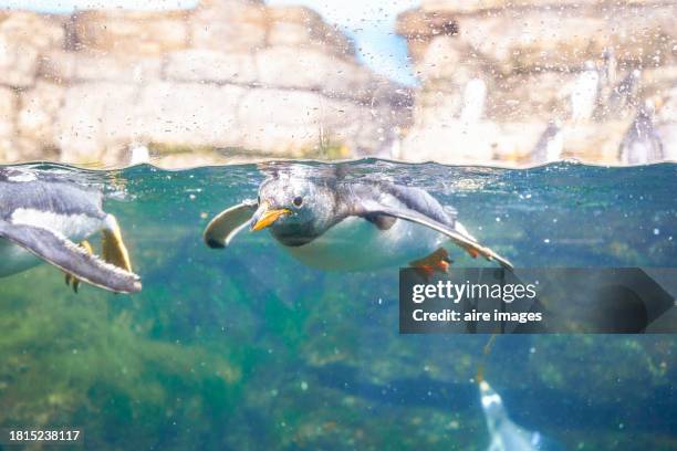 a penguin floating in the water looking to one side and the beak of another penguin on the right side and some stones in the background - ciutat de les arts i les ciències stock pictures, royalty-free photos & images