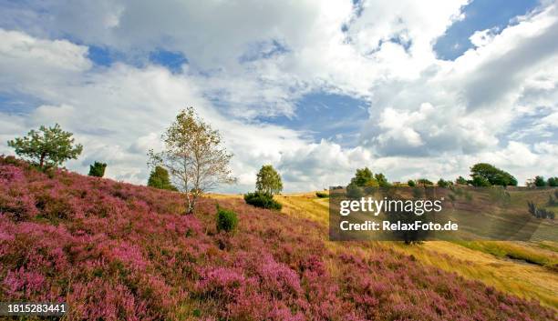 blooming heather with juniper trees in beautiful landscape of lüneburg heath - silentfoto heather stock pictures, royalty-free photos & images