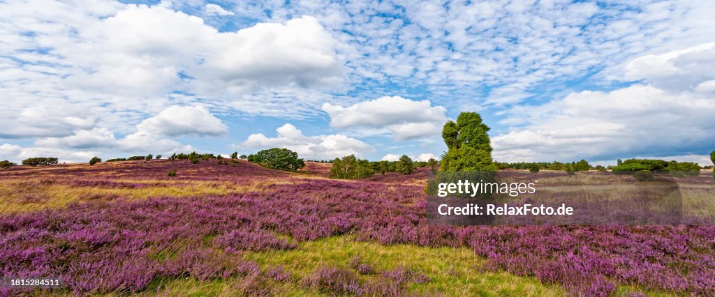 Blooming heather with juniper trees in beautiful landscape of Lüneburg Heath