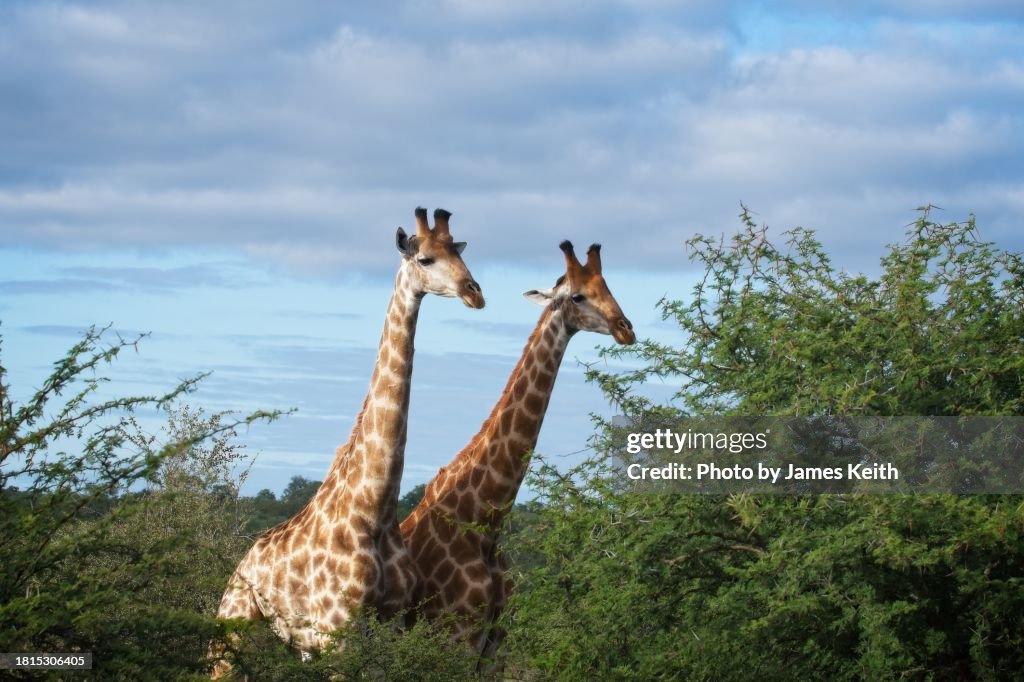 Giraffe.