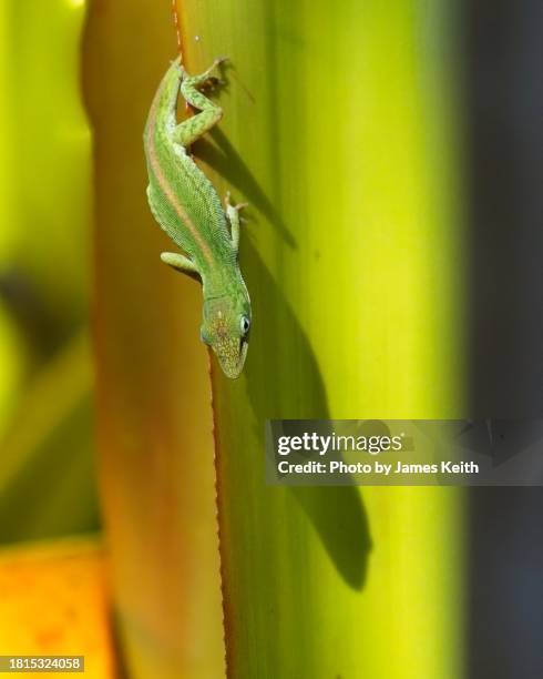 Shadow Lizard 302 Lizard Scale Texture Stock Photos, High-Res Pictures, and Images ...