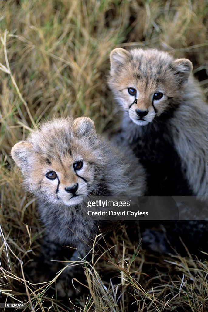 Cheetah cubs