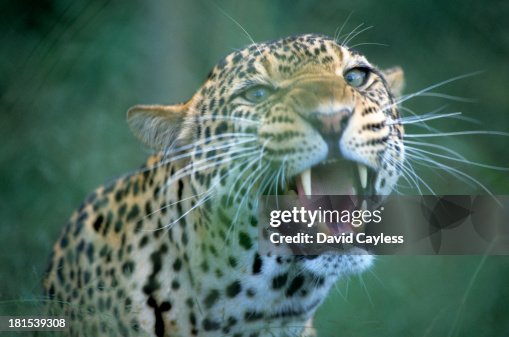 Leopard Leopard