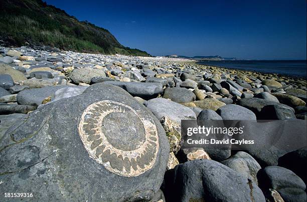 ammonite - jurassic coast world heritage site 個照片及圖片檔