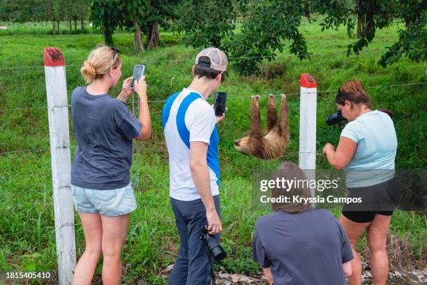 tourists captivated by a hanging two-toed sloth along the roadside in costa rica - hoffmans two toed sloth stock pictures, royalty-free photos & images