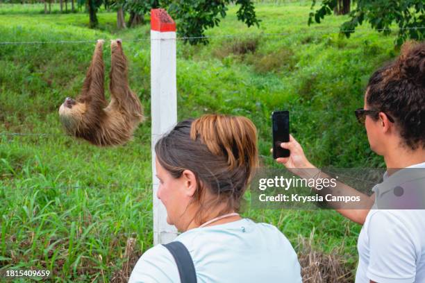 tourists captivated by a hanging two-toed sloth along the roadside in costa rica - hoffmans two toed sloth stock-fotos und bilder