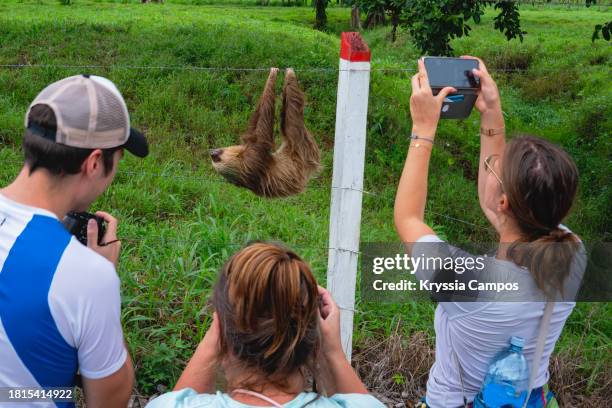 tourists captivated by a hanging two-toed sloth along the roadside in costa rica - hoffmans two toed sloth stock-fotos und bilder