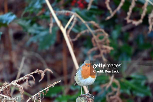 Robin sits in a holly tree in woodland at RSPB Loch Leven Nature Reserve on the first day of meteorological winter, on December 1 in Kinross,...