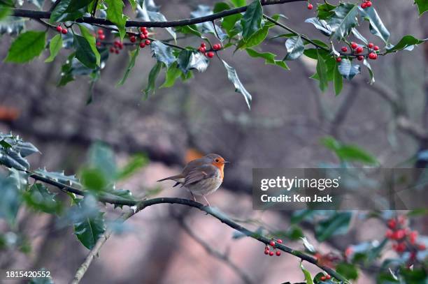 Robin sits in a holly tree in woodland at RSPB Loch Leven Nature Reserve on the first day of meteorological winter, on December 1 in Kinross,...