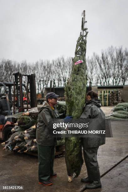 Workers prepare wrapped Christmas trees for sale at the Bugnon nursery in Saint-Bonnet-sur-Gironde, southwestern France, on December 1, 2023. During...