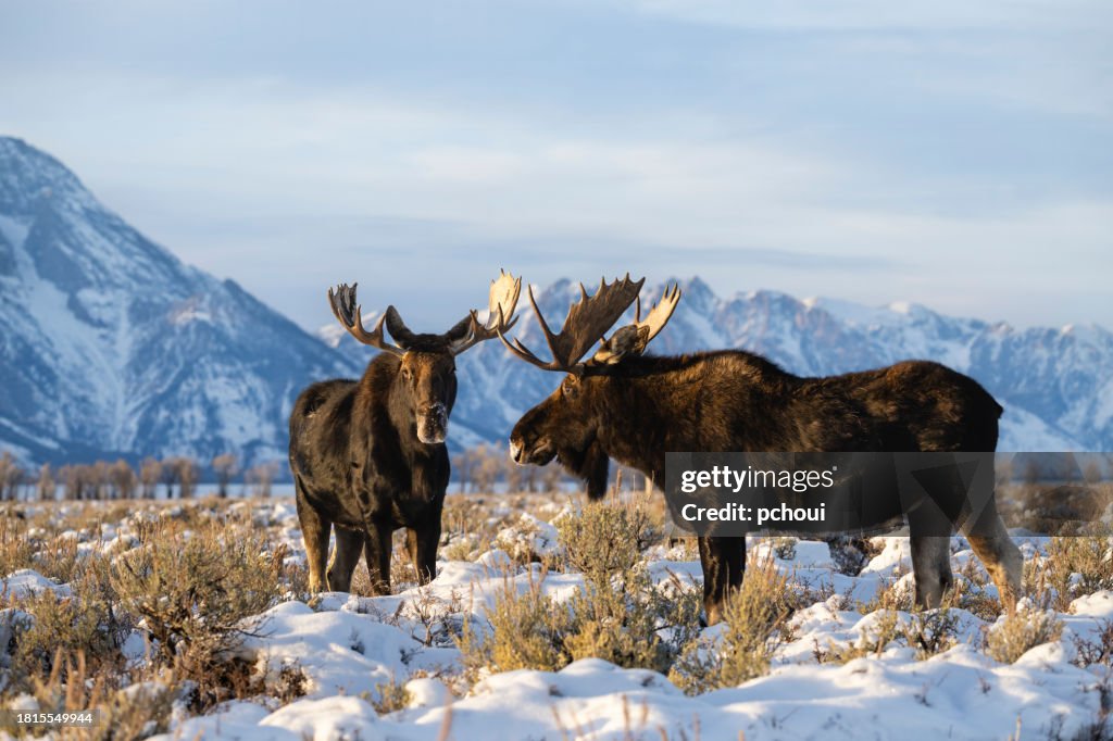Elchbulle, Alces alces, Bock, majestätisches männliches Tier