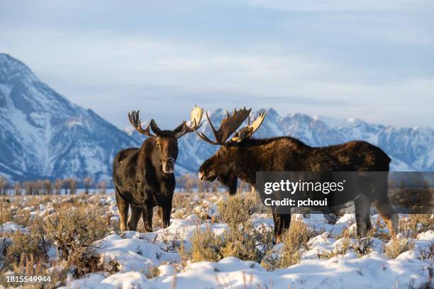 orignal taureau, alces alces, mâle majestueux - parc national du grand teton photos et images de collection