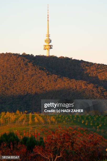 a view of the telstra communications tower in canberra. - canberra nature stock pictures, royalty-free photos & images