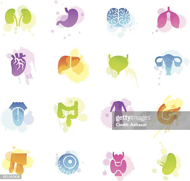 stockillustraties, clipart, cartoons en iconen met stains icons - human organs - human kidney
